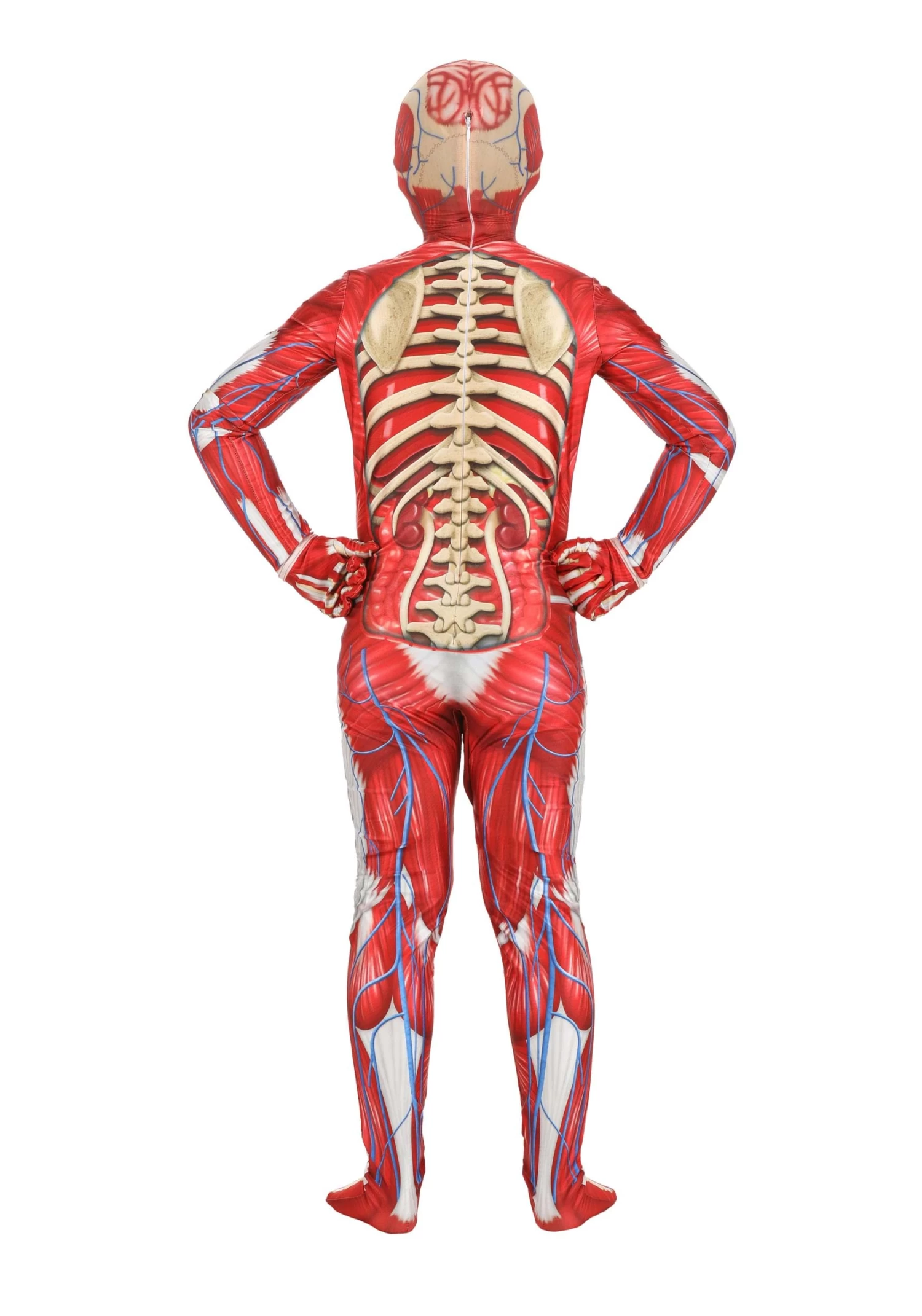 Anatomical Model Costume For Kids 4 Anatomical Model Costume For Kids - Image 2